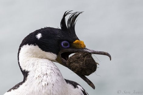 PLA24-19 Day 3 Blue Eyed Shag - Oceanwide Expeditions.jpg