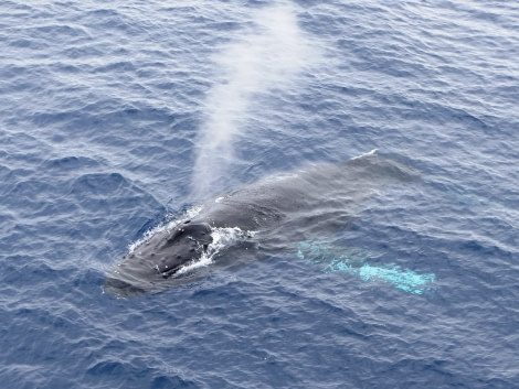 HDS24-19 Humpback blow 1 -Oceanwide Expeditions.JPG