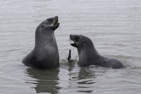 PLA24-19 Day 8 Fur seals 7 - Oceanwide Expeditions.jpg