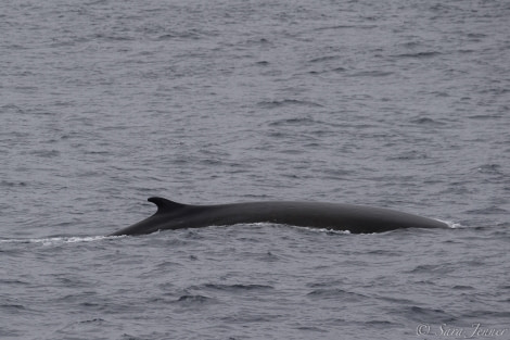 PLA24-19 Day 13 Fin whale 1 - Oceanwide Expeditions.jpg