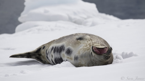 PLA23-19 Day 7 Weddel Seal - Oceanwide Expeditions.jpg