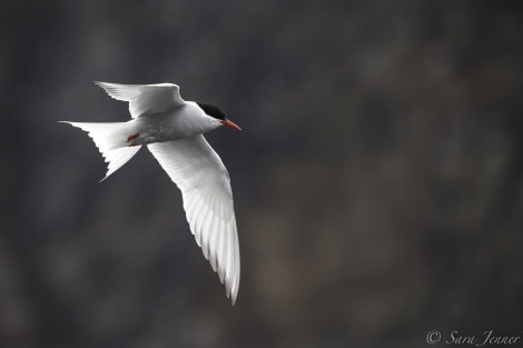 PLA24-19 Day 9 Tern - Oceanwide Expeditions.jpg