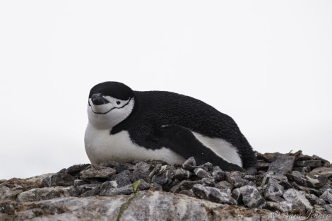 HDS25-19 DAY 05, Chinstrap -Oceanwide Expeditions.jpg