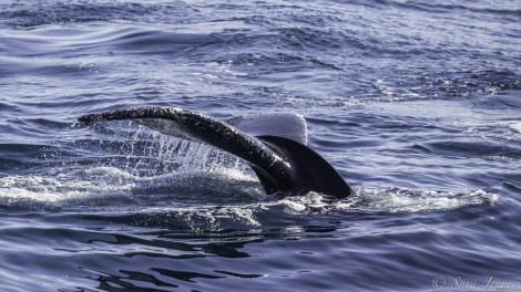 PLA24-19 Day 9 Humpback - Oceanwide Expeditions.jpg