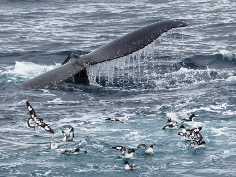 Whale fluke with Cape Petrels © Unknown Photographer - Oceanwide Expeditions.JPG