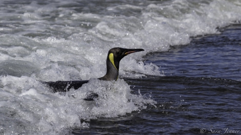 PLA24-19 Day 7 Kings in the surf 2 - Oceanwide Expeditions.jpg