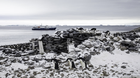 PLA24-19 Day 14 Paulet 12 - Oceanwide Expeditions.jpg