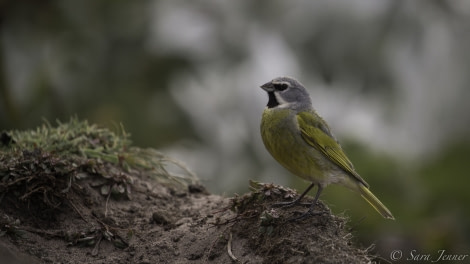 PLA24-19 Day 3 Black throated finch - Oceanwide Expeditions.jpg