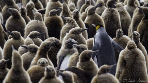 PLA24-19 Day 7 King penguins 2 - Oceanwide Expeditions.jpg