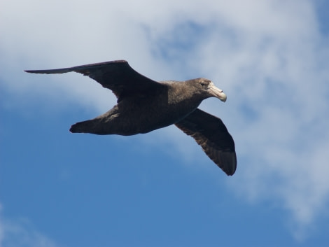 HDS24-19 southern giantpetrel-meikesjoer43 -Oceanwide Expeditions.jpg