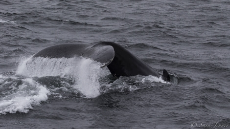 HDS25-19 DAY 04, Humpback -Oceanwide Expeditions.jpg