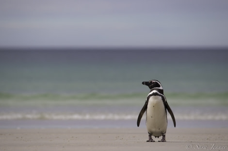 PLA24-19 Day 3 Mag Penguin 2 - Oceanwide Expeditions.jpg