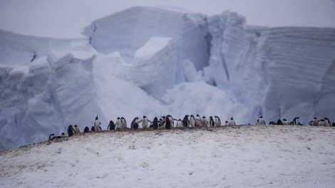 PLA23-19 Day 6 Zodiac cruise 2 - Oceanwide Expeditions.jpg