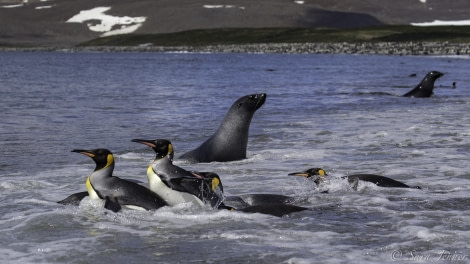 PLA24-19 Day 7 Kings in the surf - Oceanwide Expeditions.jpg