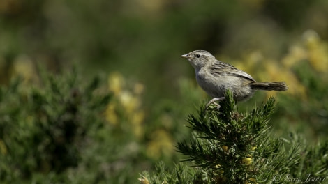 PLA24-19 Day 3 Sedge Wren - Oceanwide Expeditions.jpg