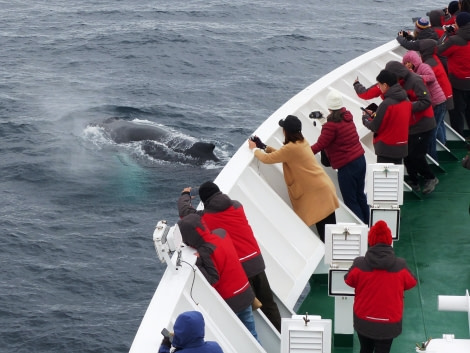 HDS24-19 Humpback with ship 1 -Oceanwide Expeditions.JPG