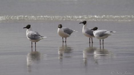 PLA24-19 Day 3 Blackheaded gull - Oceanwide Expeditions.jpg