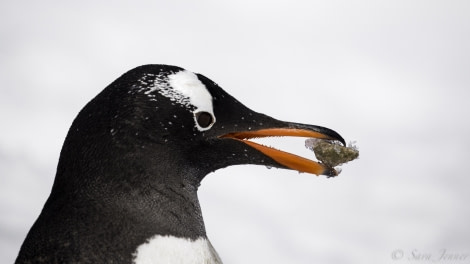 PLA23-19 Day 7 Gentoo 6 - Oceanwide Expeditions.jpg