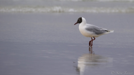 PLA24-19 Day 3 Brown headed gull - Oceanwide Expeditions.jpg