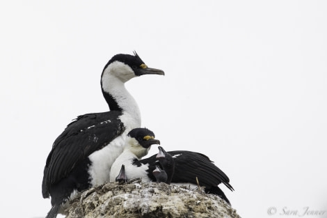 PLA24-19 Day 14 Comorants and chicks - Oceanwide Expeditions.jpg