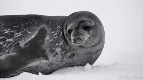PLA23-19 Day 8 Weddell Seal - Oceanwide Expeditions.jpg