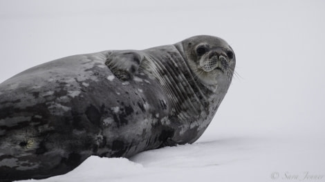 PLA23-19 Day 8 Weddell Seal-2 - Oceanwide Expeditions.jpg