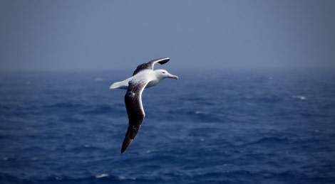 HDS25-19 DAY 03, southernroyalalbatross-meikesjoer -Oceanwide Expeditions.jpg