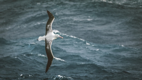 HDS25-19 DAY 02, seabirds-8513 -Oceanwide Expeditions.jpg