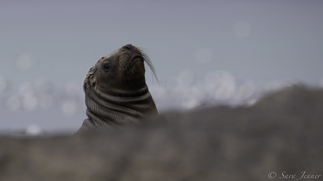 PLA24-19 Day 3 Sealion - Oceanwide Expeditions.jpg