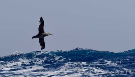 HDS25-19 DAY 03, northerngiantpetrel-meikesjoer -Oceanwide Expeditions.jpg