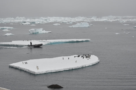 HDS26-19, DAY 04, Brown_Bluff - Oceanwide Expeditions.JPG