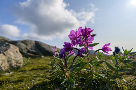 Arctic; landscape; flowers;.jpg