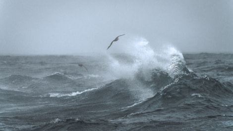 HDS27a-20, DAY 02 DrakePassage-3114 - Oceanwide Expeditions.jpg