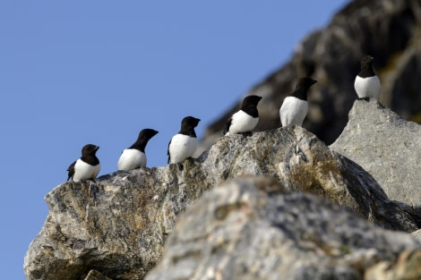 Little auks; birds; wildlife;  (6).jpg