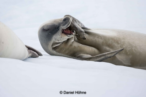 PLA27-20, DAY 06, 5D2A0436-2-Daniel Hoehne -Oceanwide Expeditions.jpg