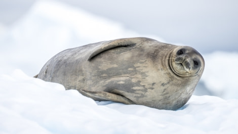 HDS26-19, DAY 06, WeddellSeal_Neko - Oceanwide Expeditions.jpg