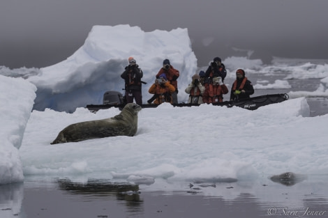 HDS26-19, DAY 04, Weddell Seal 2 - Oceanwide Expeditions.jpg