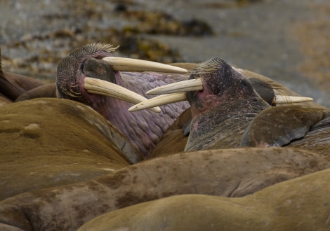 walrus; wildlife;  (17).jpg