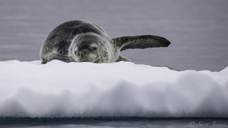 HDS26-19, DAY 06, Leopard Seal - Oceanwide Expeditions.jpg