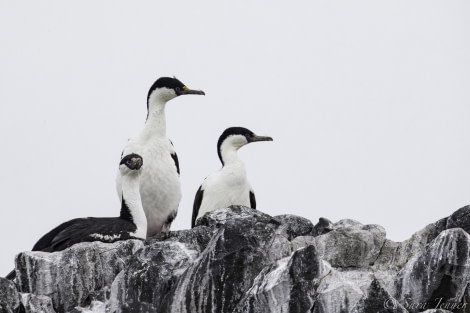 HDS26-19, DAY 04, Blue Eyed shags - Oceanwide Expeditions.jpg