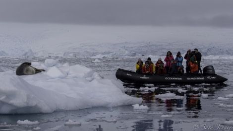 HDS26-19, DAY 06, Weddell Seal 2 - Oceanwide Expeditions.jpg