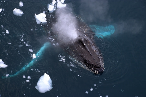 Humpback whale © Tania Jaccaud - Oceanwide Expeditions.jpg