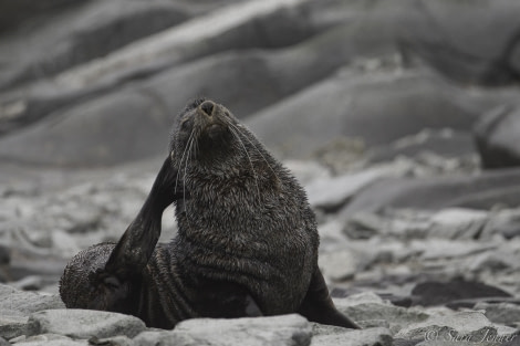 HDS26-19, DAY 05, Fur Seal - Oceanwide Expeditions.jpg