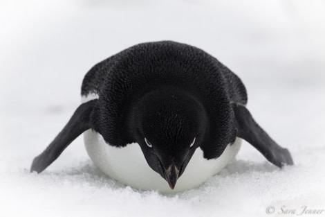 HDS26-19, DAY 04, Adelie_Penguin - Oceanwide Expeditions.jpg