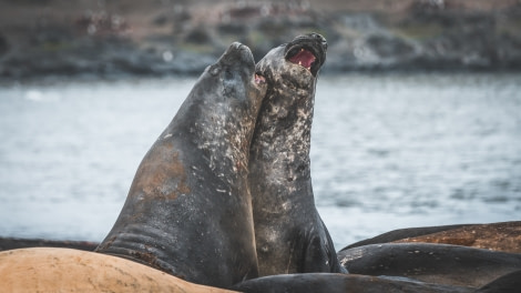 HDS27a-20, DAY 04 Walkerbay-3214 - Oceanwide Expeditions.jpg