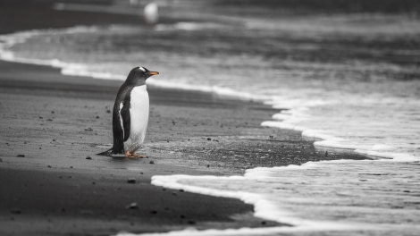 HDS27a-20, DAY 04 Walkerbay-3268 - Oceanwide Expeditions.jpg