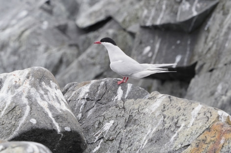 HDS26-19, DAY 06, Antarctic_Tern_Neko - Oceanwide Expeditions.jpg