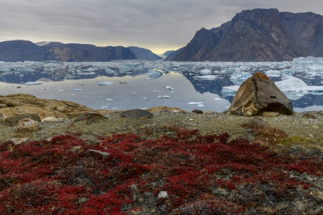Greenland tundra © Olga Lartseva - Oceanwide Expeditions.jpg