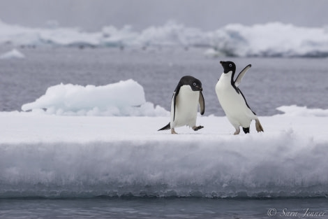 HDS26-19, DAY 04, Adelie_Penguin_3 - Oceanwide Expeditions.jpg