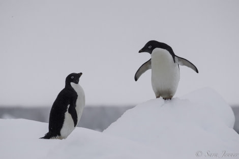 HDS26-19, DAY 04, Adelie_Penguin_2 - Oceanwide Expeditions.jpg